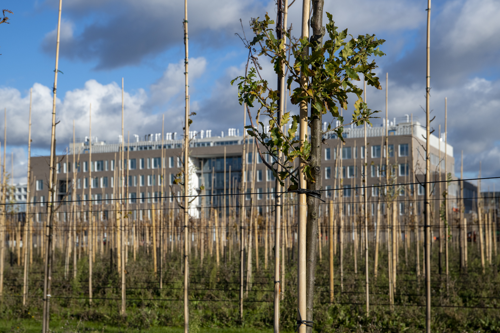 Ville de Cormeilles-en-Parisis - 🪴 BOURSE AUX PLANTES 🪴 Venez échanger  vos graines, végétaux, bulbes, conseils, en toute convivialité, le samedi 8  octobre de 9h à 13h aux Bois Rochefort 𝟭 𝗽𝗹𝗮𝗻𝘁𝗲